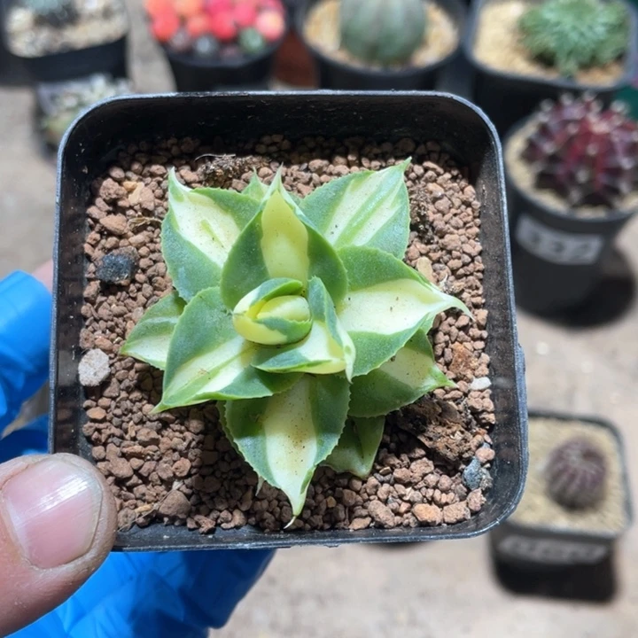 303黄中斑龙舌兰