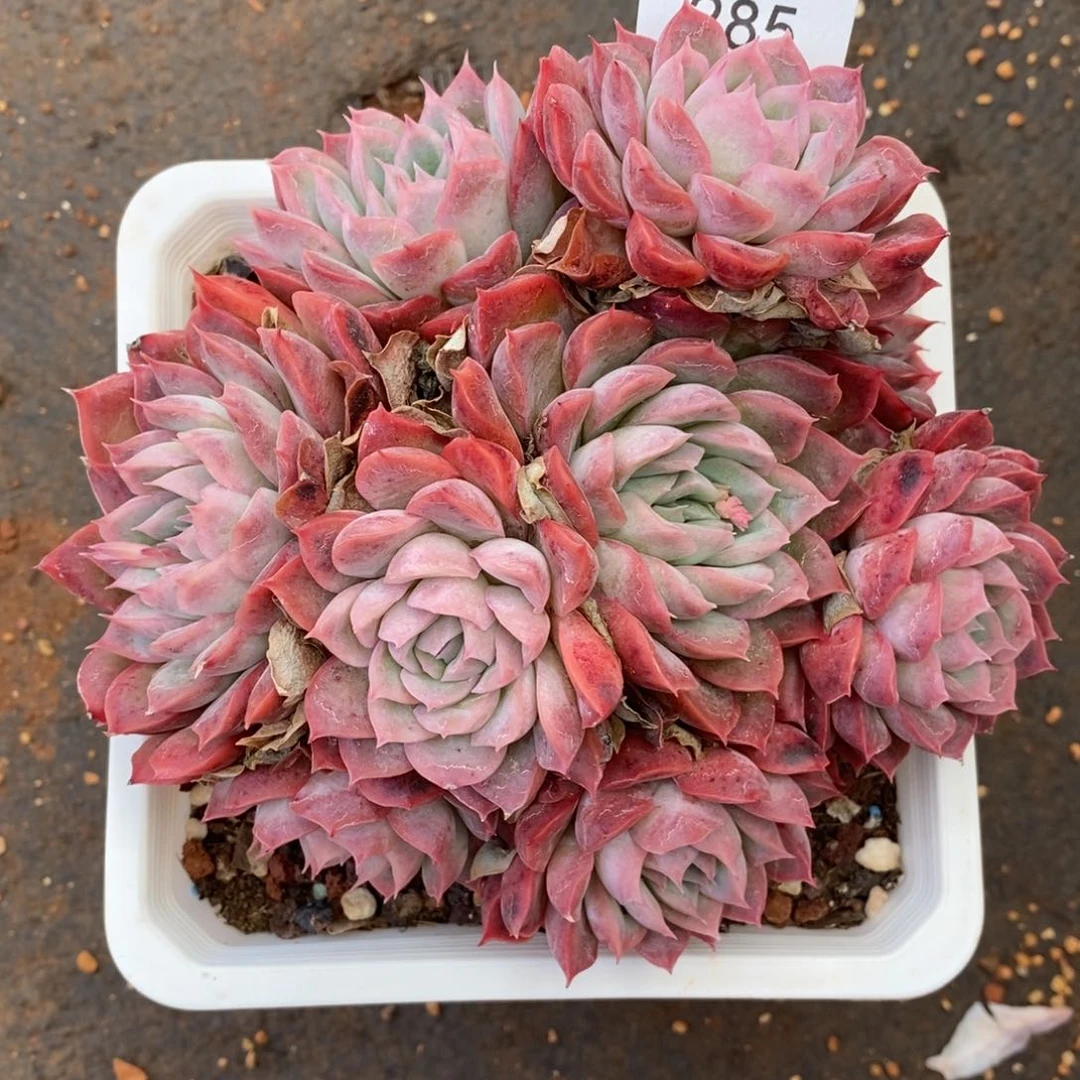 S*H杂交精品多肉285