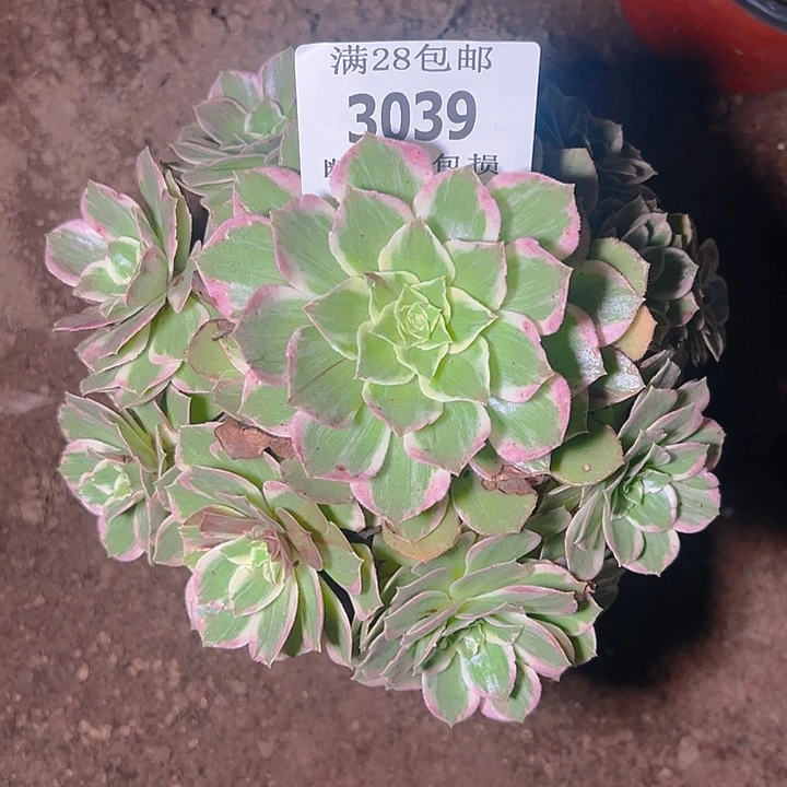 3039水蜜桃多肉植物