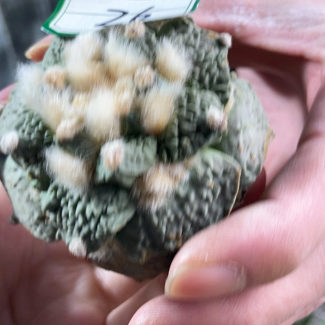 26号自根丸尤好好怒涛牡丹