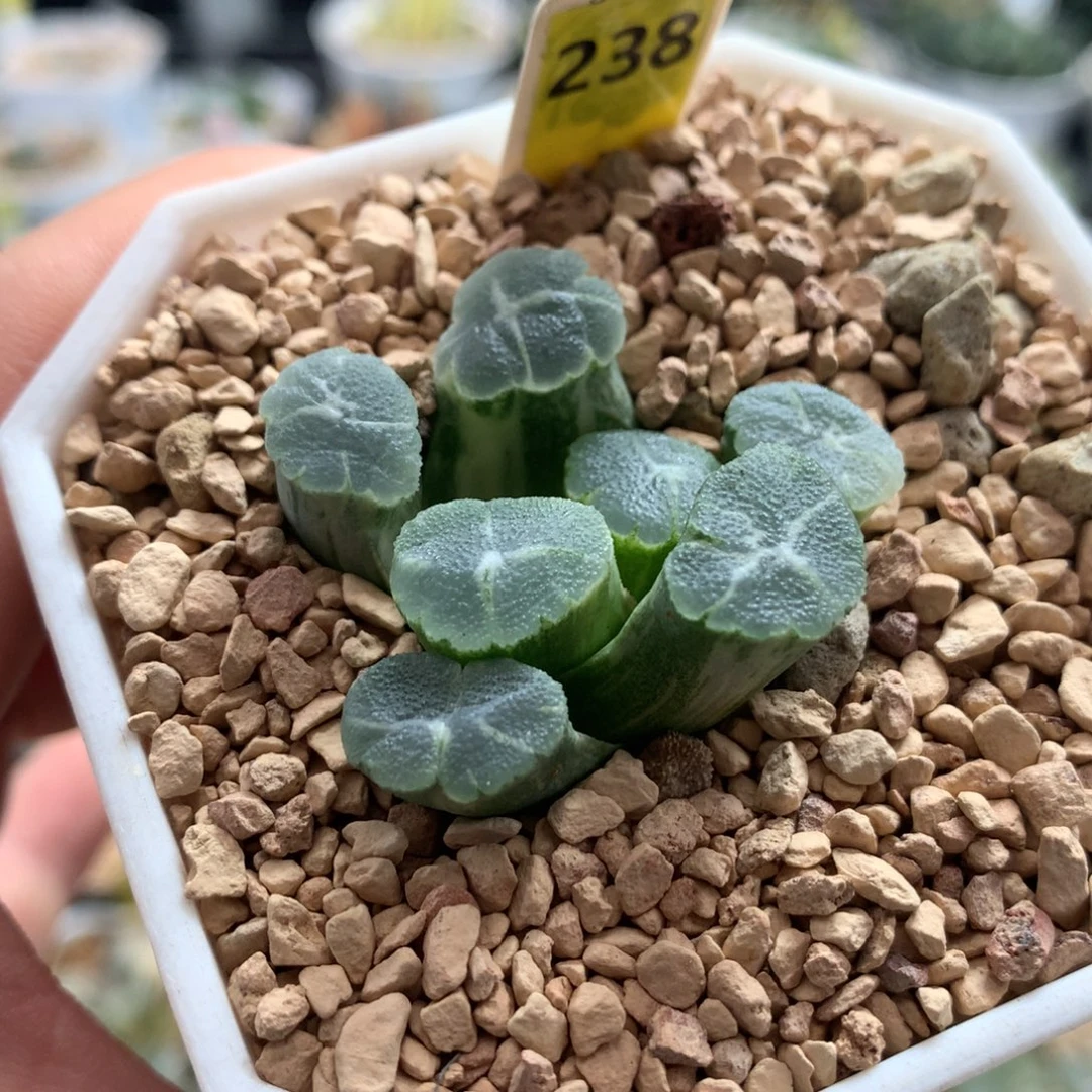 238万象锦多肉植物