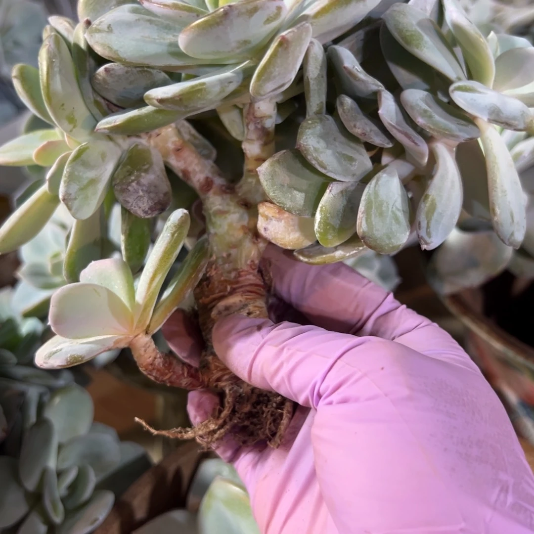 7头树奶茶 新年快乐 新年快乐