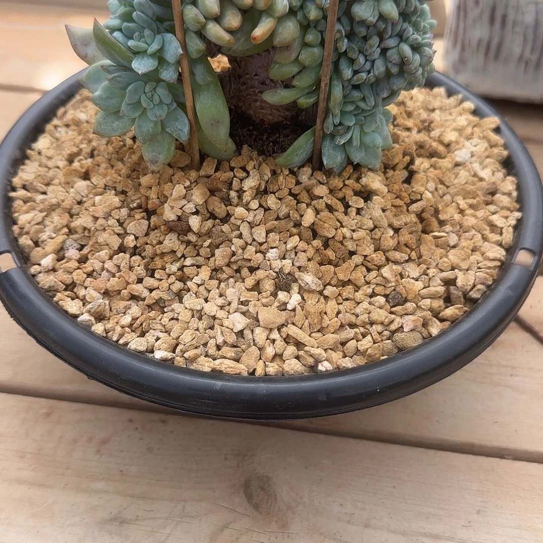 S***练小鼠姐专拍多肉植物