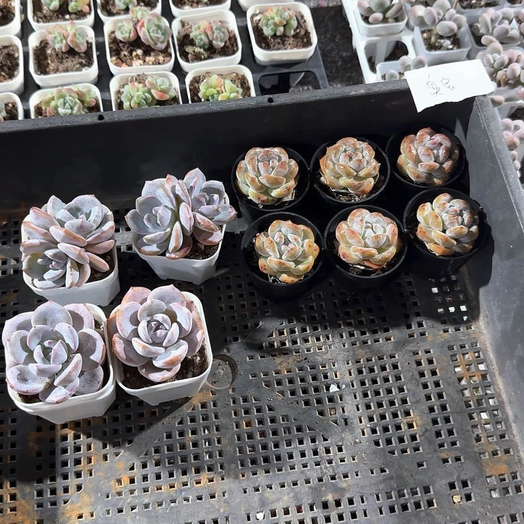 臭宝一物一拍专拍