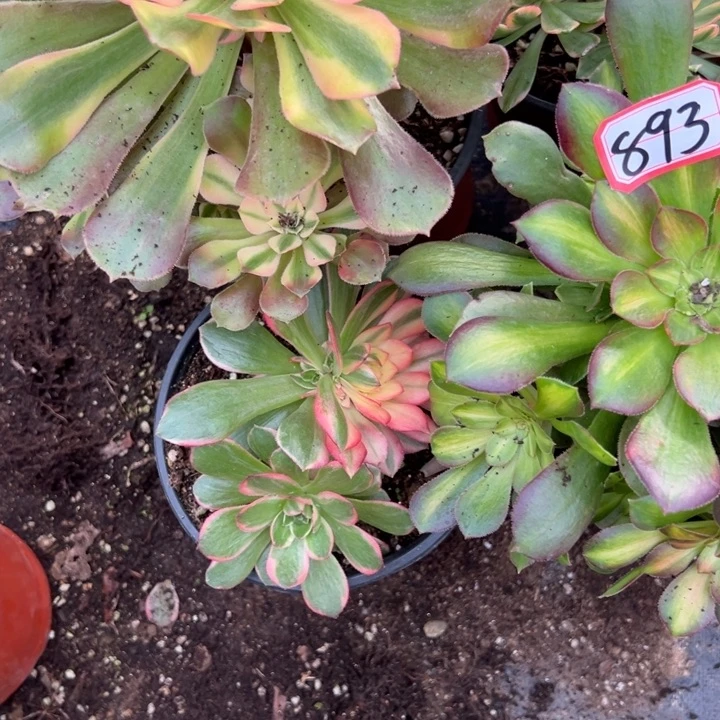 多肉植物893不售后