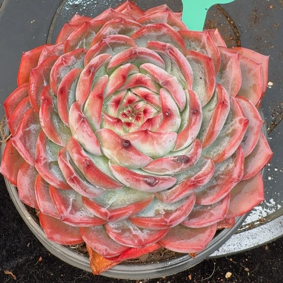 从前慢多肉精选编号1217.409