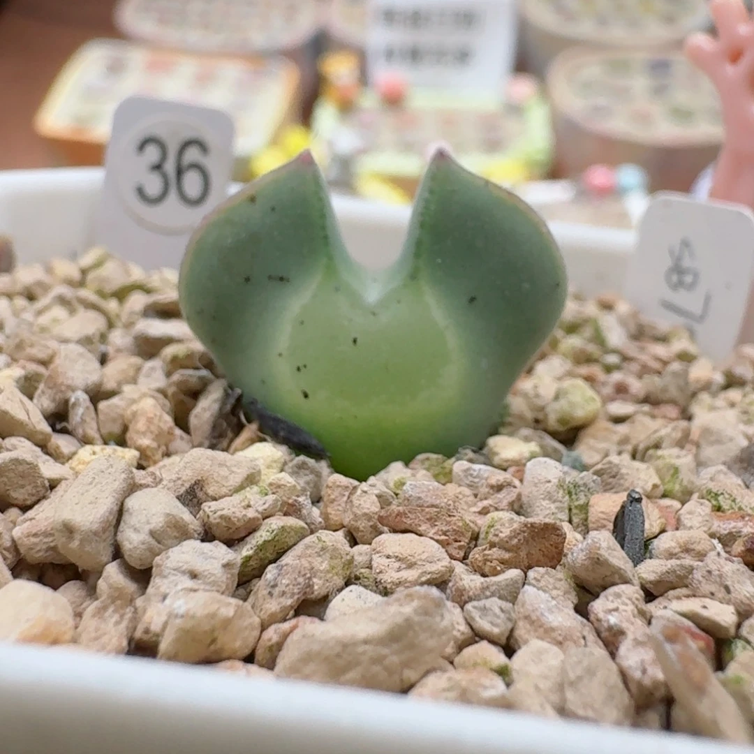 a***砹1107-028肉锥肉锥肉锥