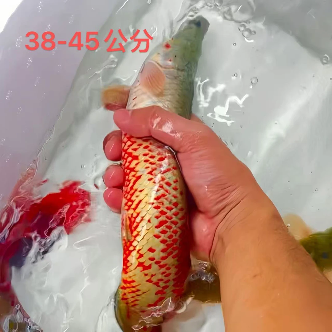 血麒麟海象热带鱼