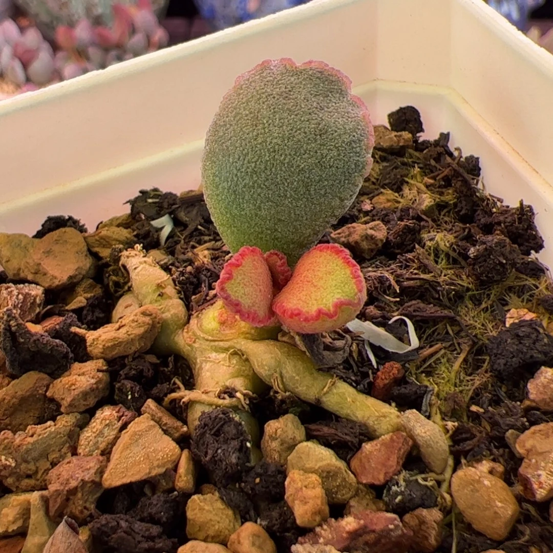 一物一拍感谢支持