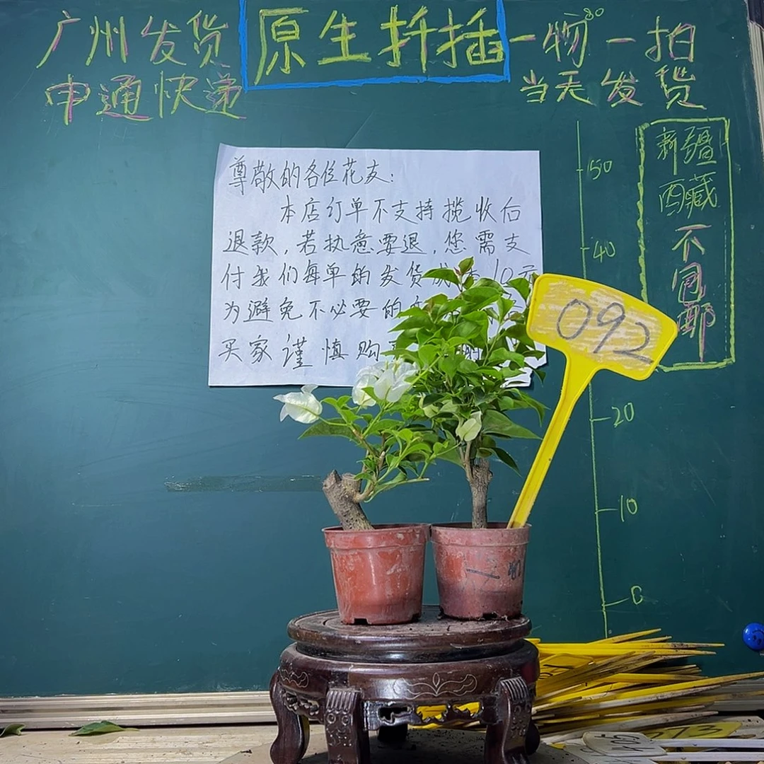 当前无花栽培后可以开花白雪公主掌中宝 红灯笼掌中宝092