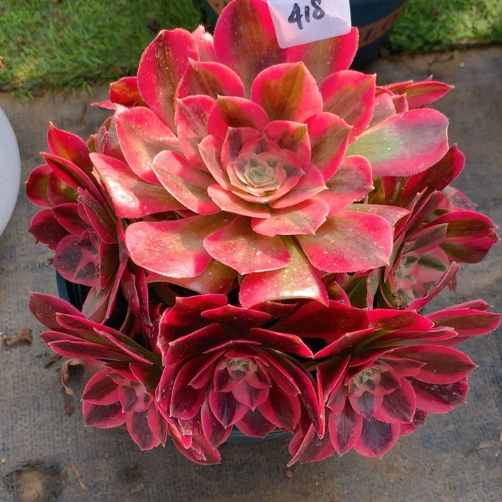 418粉女妖精品捧花