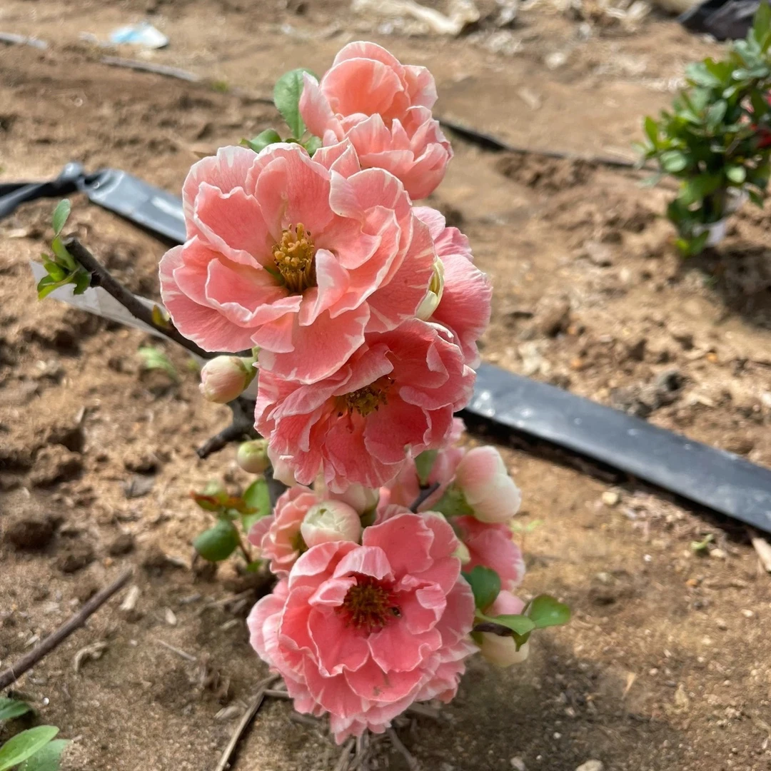 芳寿之誉一年筷子苗 原生海棠