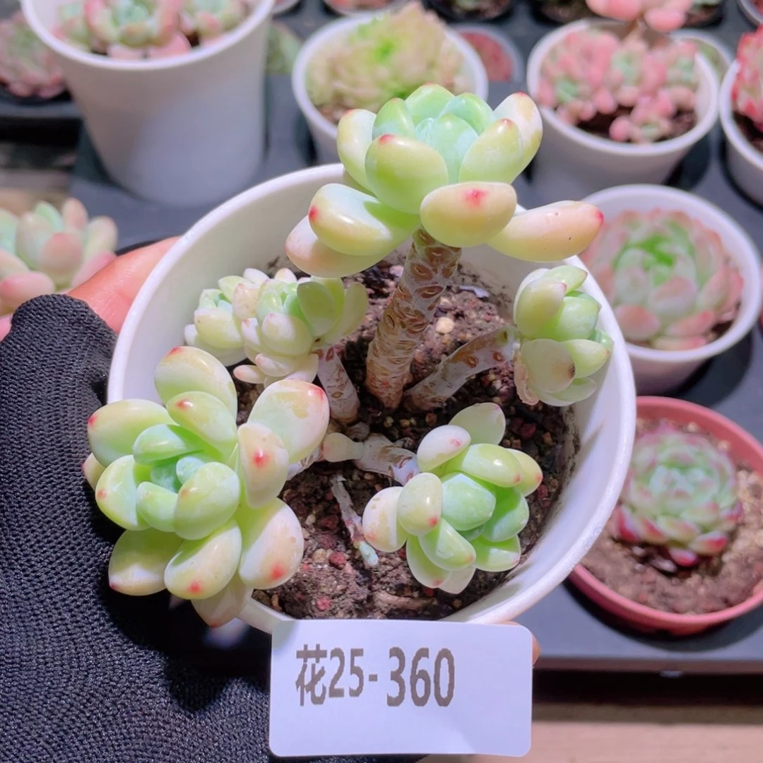 花利美25-360劳尔