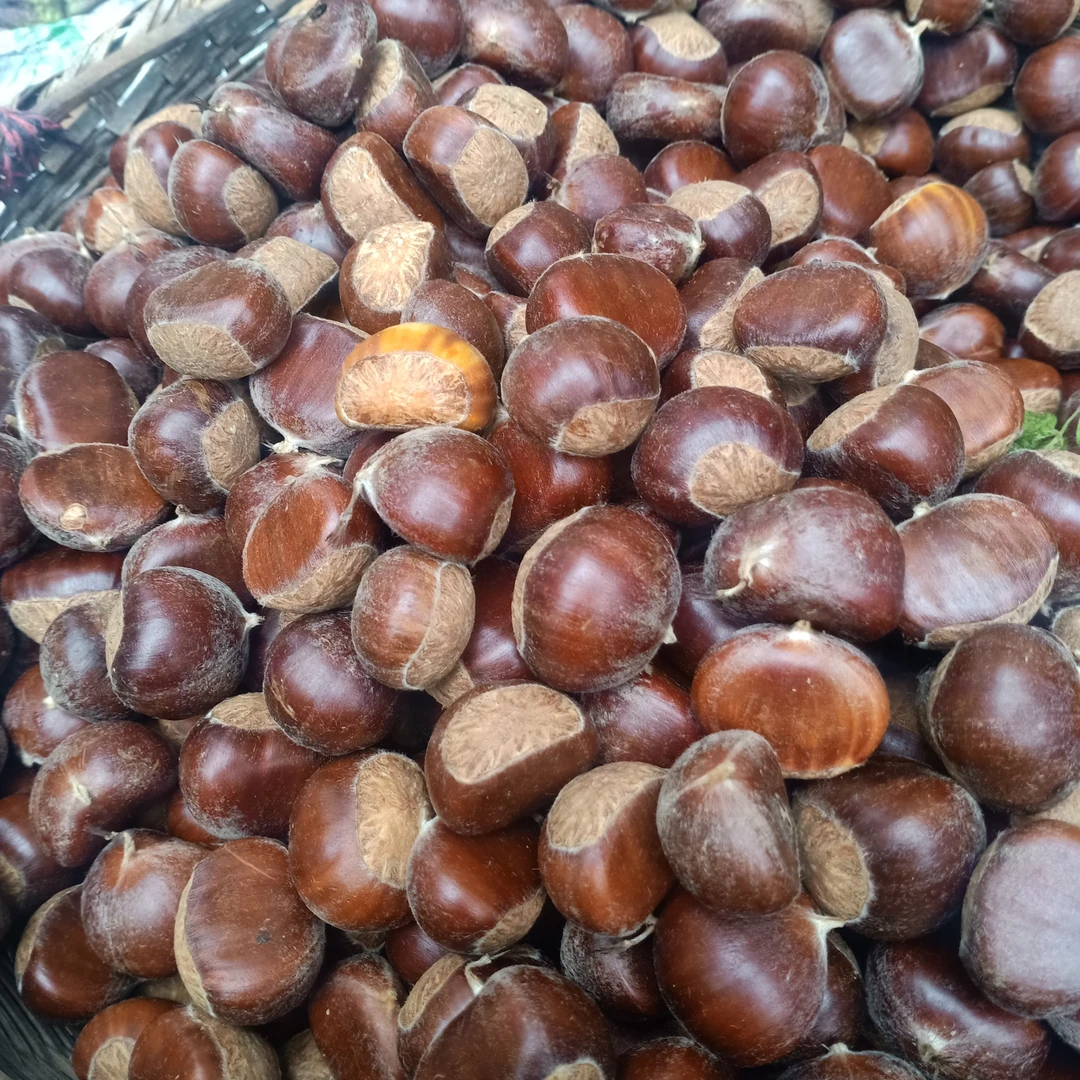 秦岭深山老树新鲜毛栗子炖鸡鸡汤甜蜜蜜