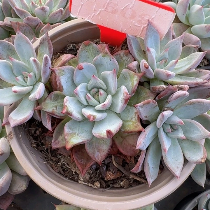 卡杂609多肉植物