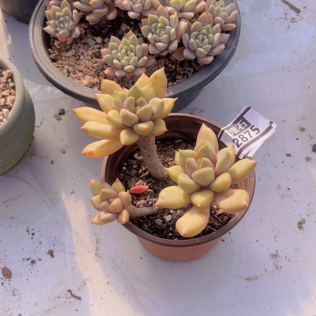 红象牙多肉植物2875