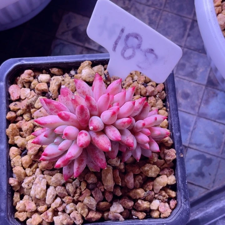 我是第一百个为妖刀应援滴打