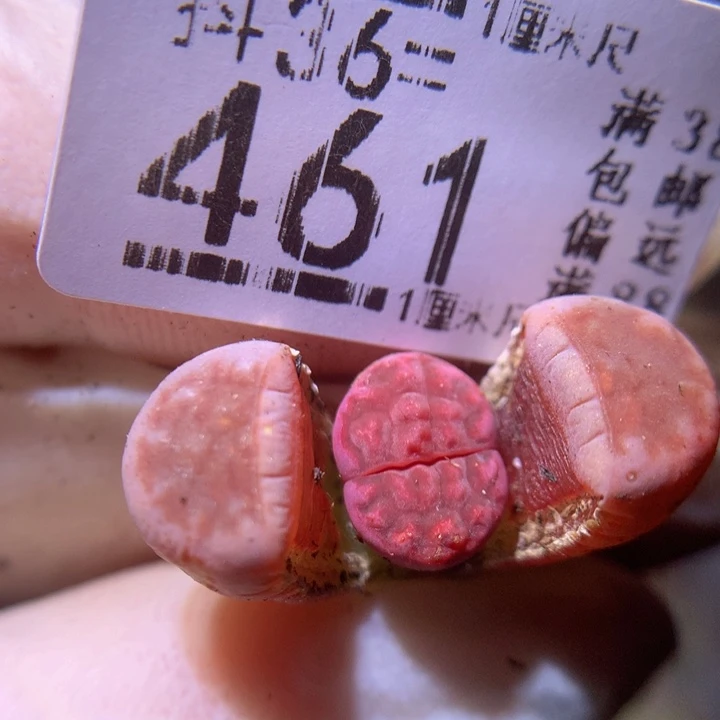 精品生石花36.461