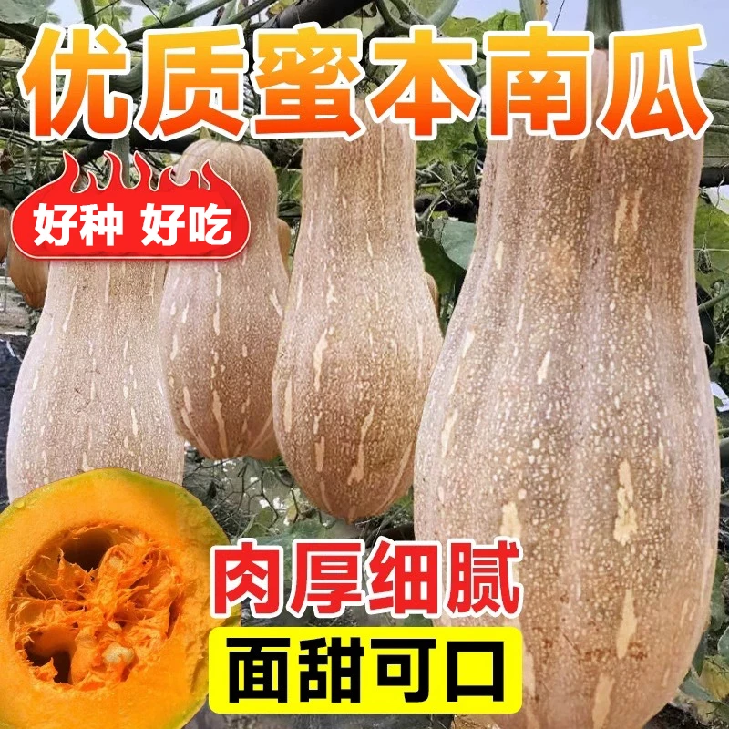 【蜜本南瓜种子】好吃易种植粉糯超甜蜜本老南瓜种子四季蔬菜种子