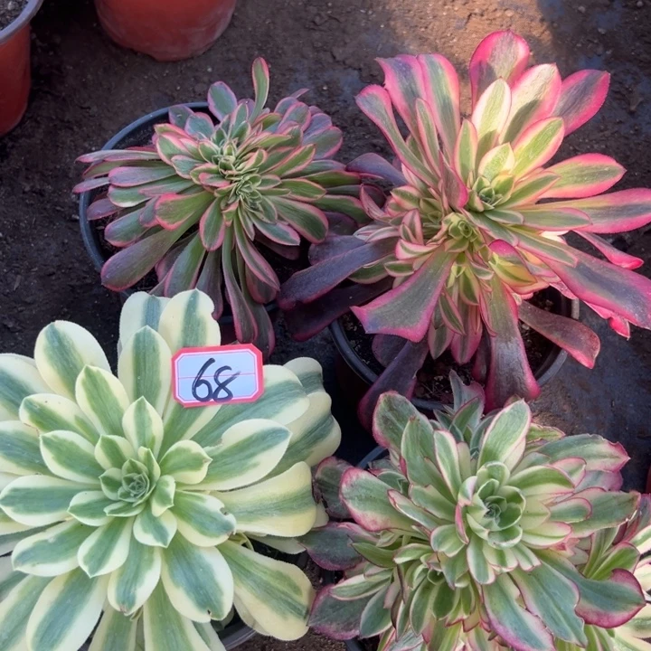 多肉植物68不售后