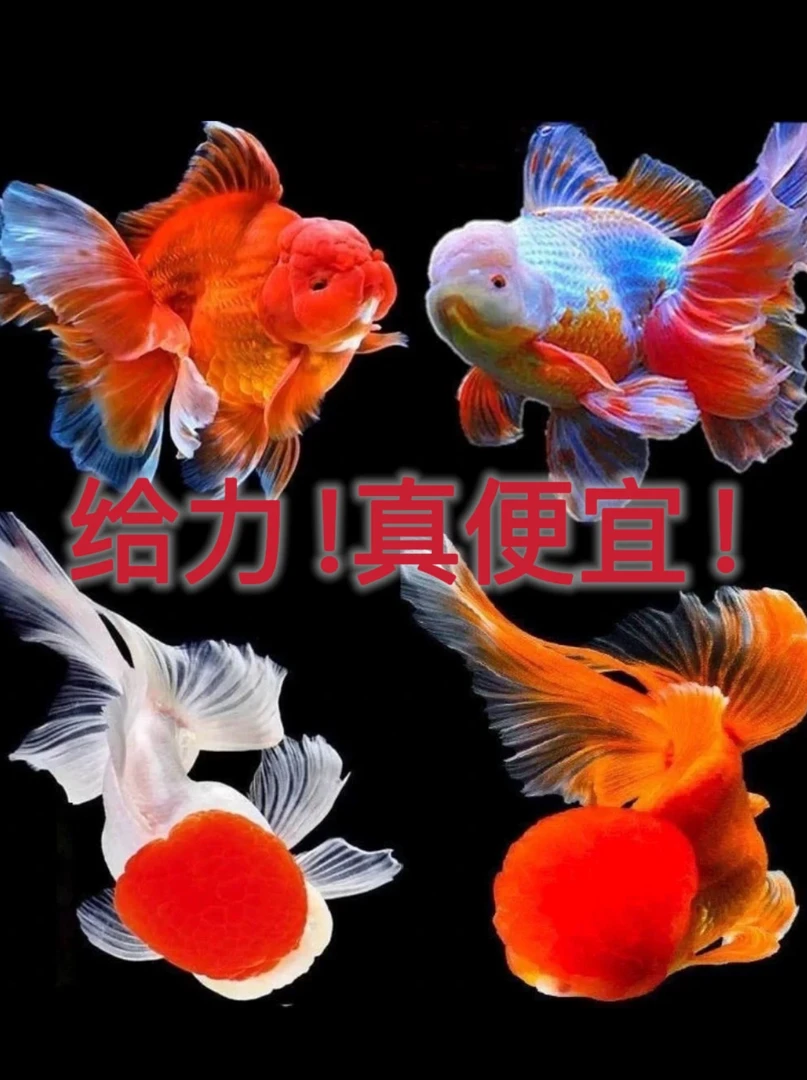 【1】精品冷水金鱼观赏鱼6-8cm