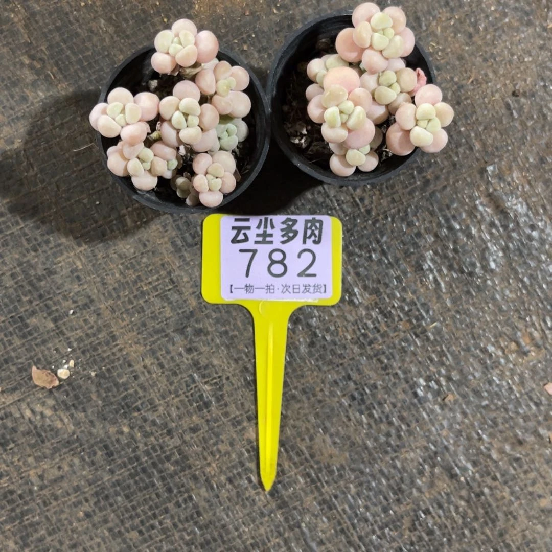 你****孩云尘多肉一物一拍782