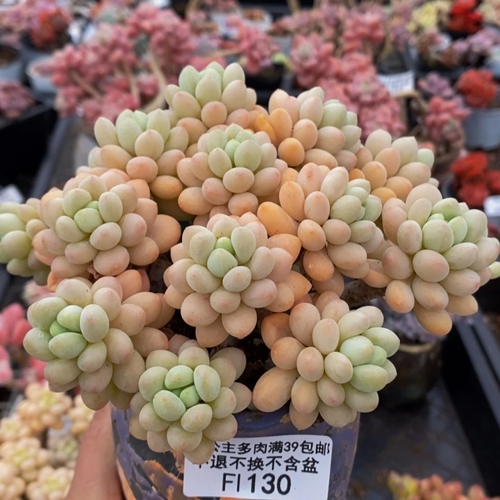 洛可可老桩13cm130多肉植物