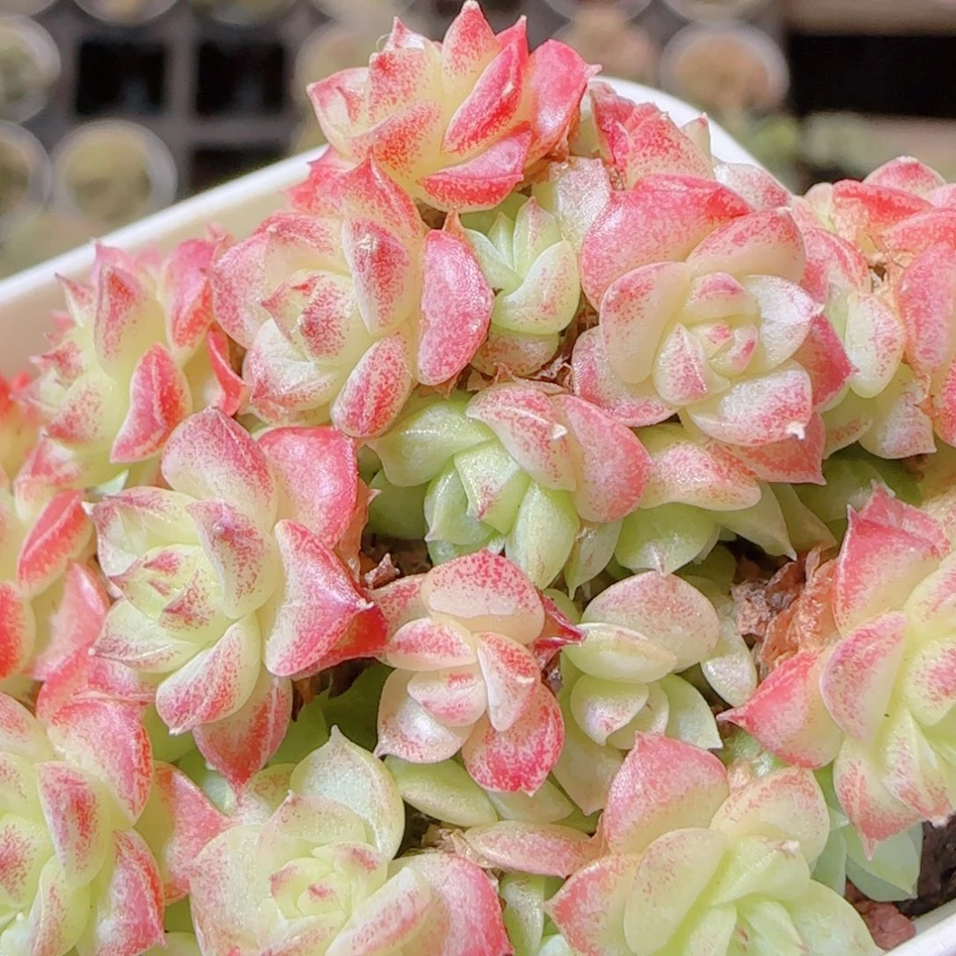 花语逸镜1115-180散