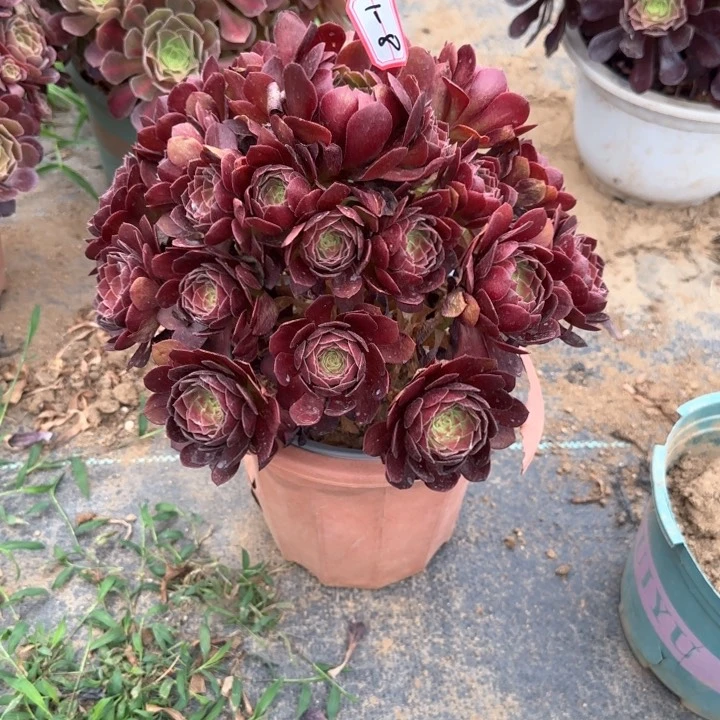 1-8赤焰莲无售后多肉