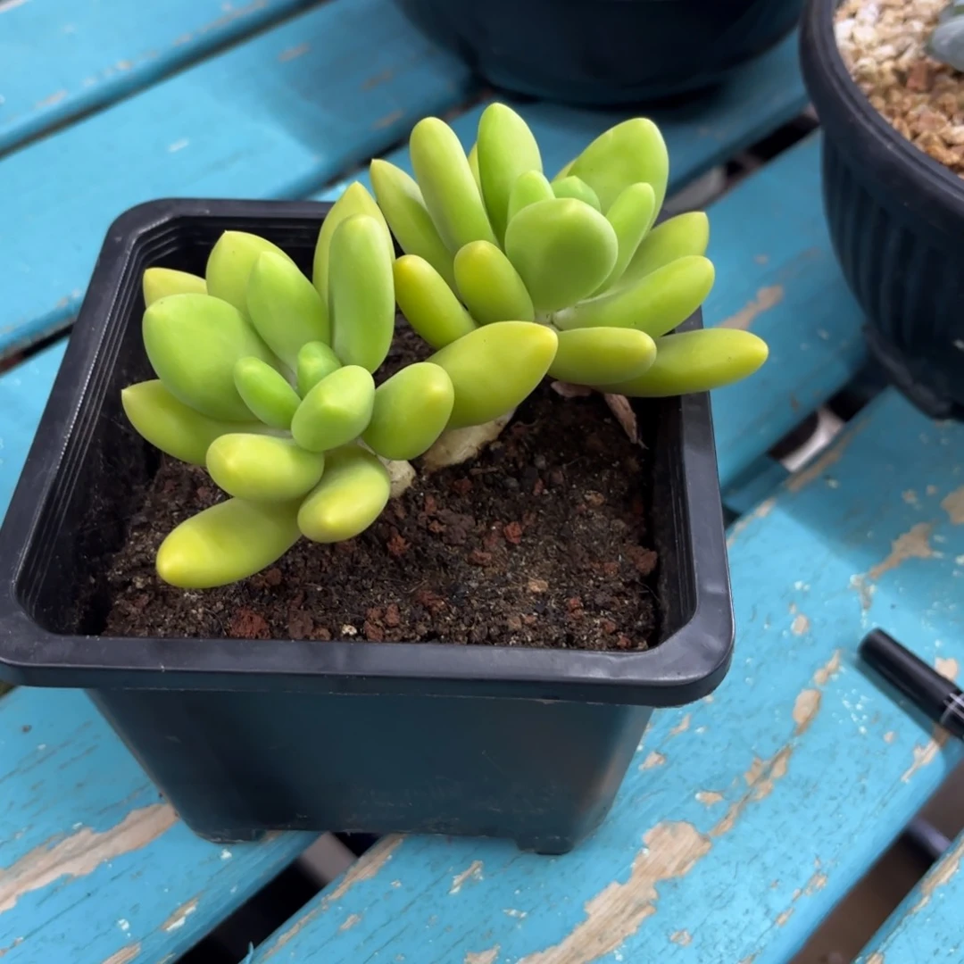 幸***运芒果奶多肉植物寄养
