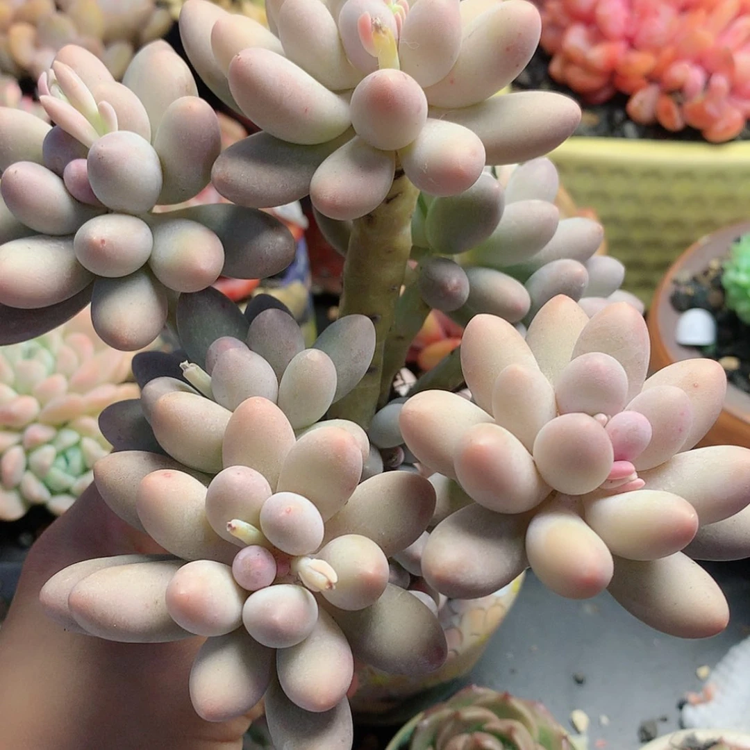 【闪购商品】蒲蒲汤圆