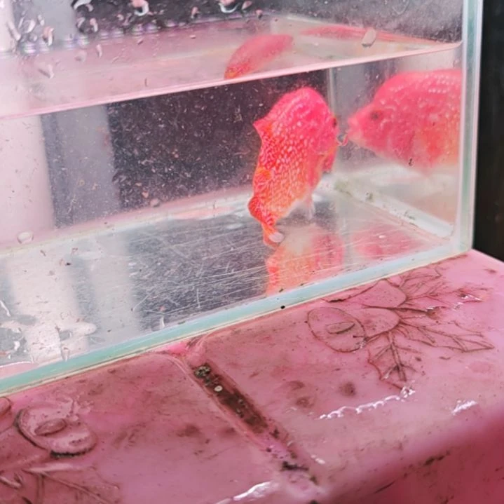 罗汉鱼二楼鱼！！！！！！