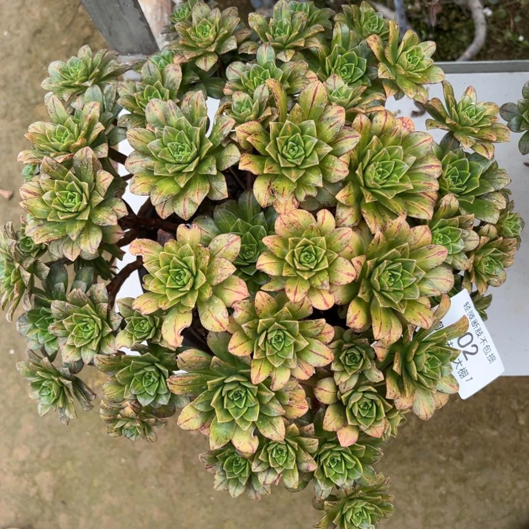 402花茶多肉植物法师