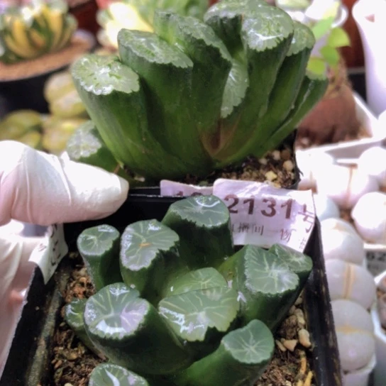 2131，如图y w y p w