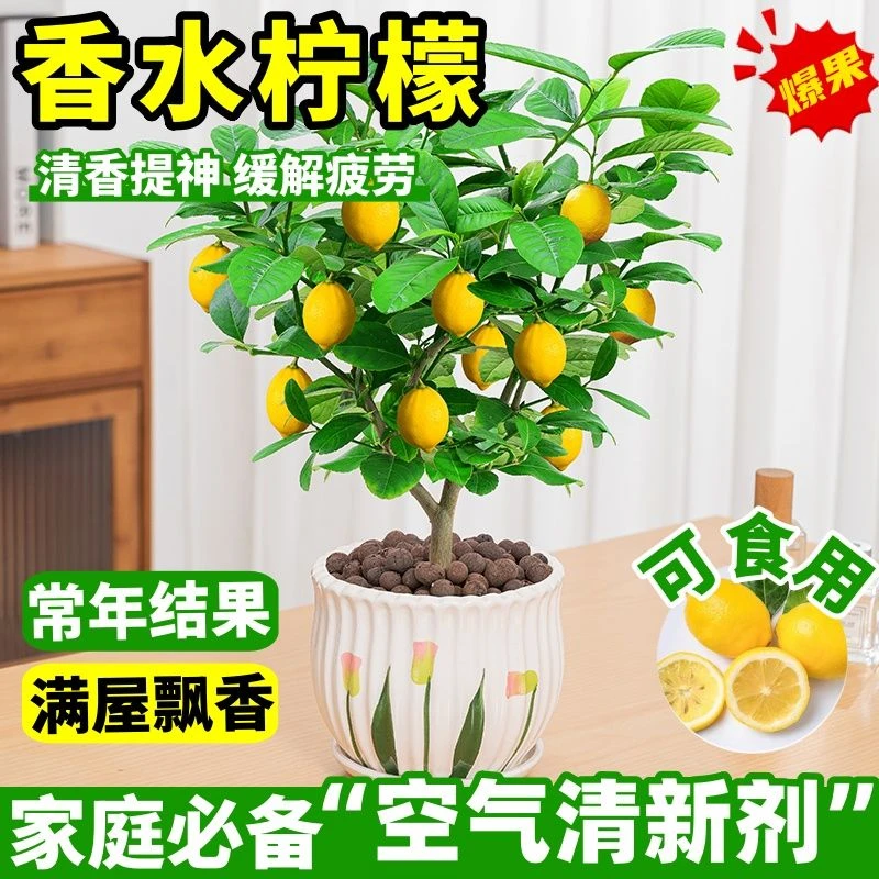 四季柠檬苗树尤力克柠檬树苗地栽盆栽室内花卉南北方种植当年结果