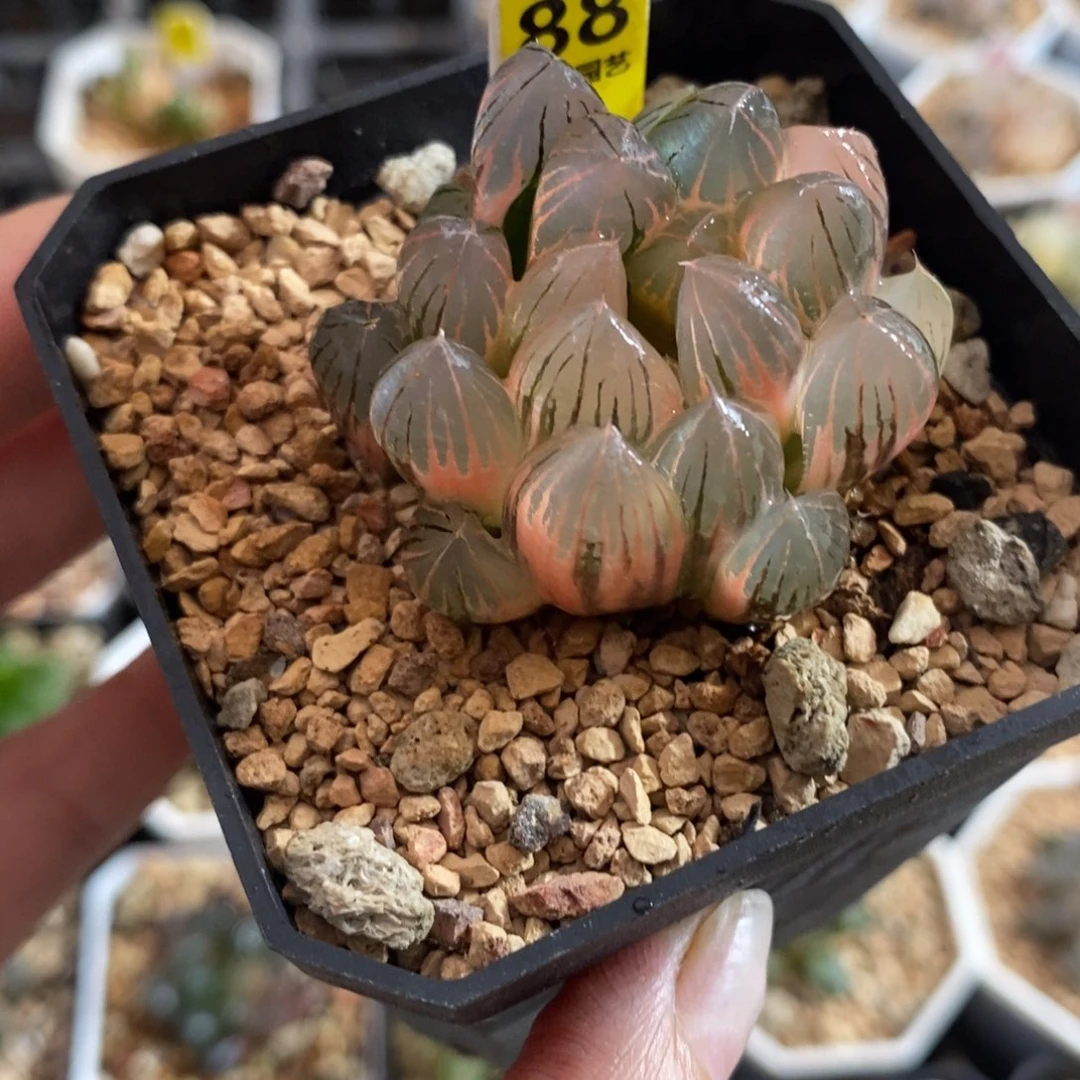 88湖斑霓虹灯玉露锦