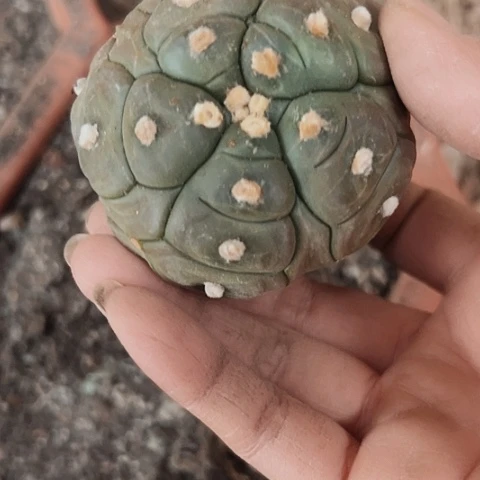 1180处理仙人球瑕疵的