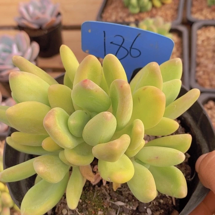 董*姐这么大岁数都没有一