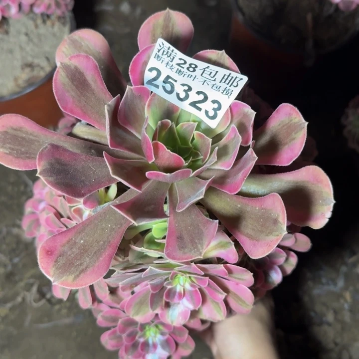 25323南美杜莎多肉植物