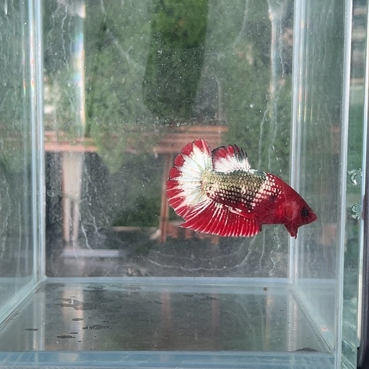 斗鱼活体不退不换谢谢