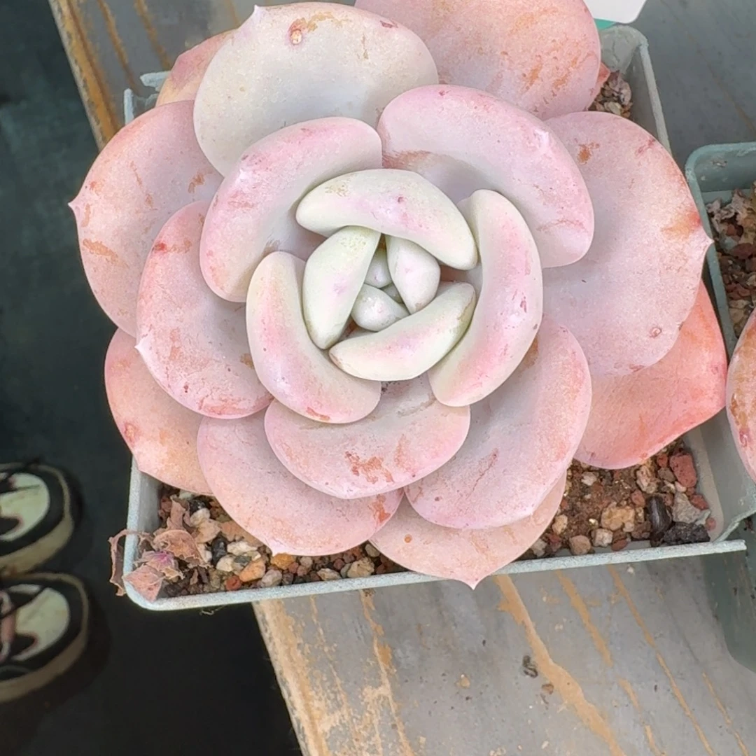 从前慢多肉精选编号1221.197