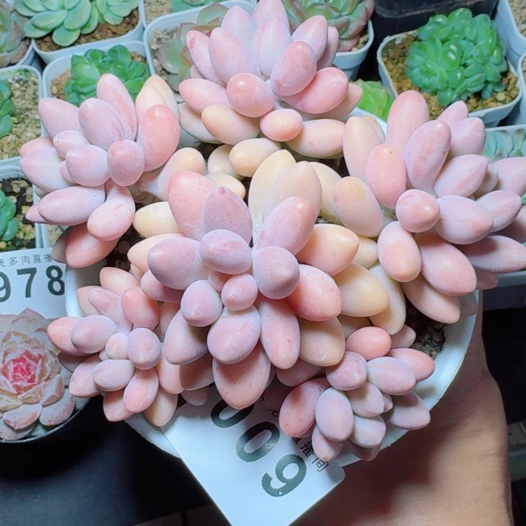 粉色恋人群生            精美多肉植物