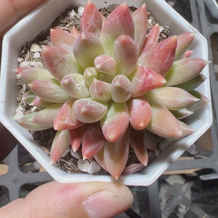 炫彩星精品多肉植物大战