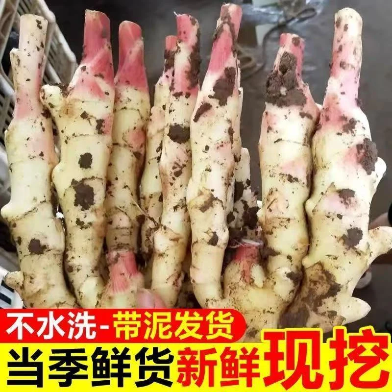 顺丰安徽无为特产新鲜现挖红芽嫩姜农家大仔姜可腌制糖醋泡姜