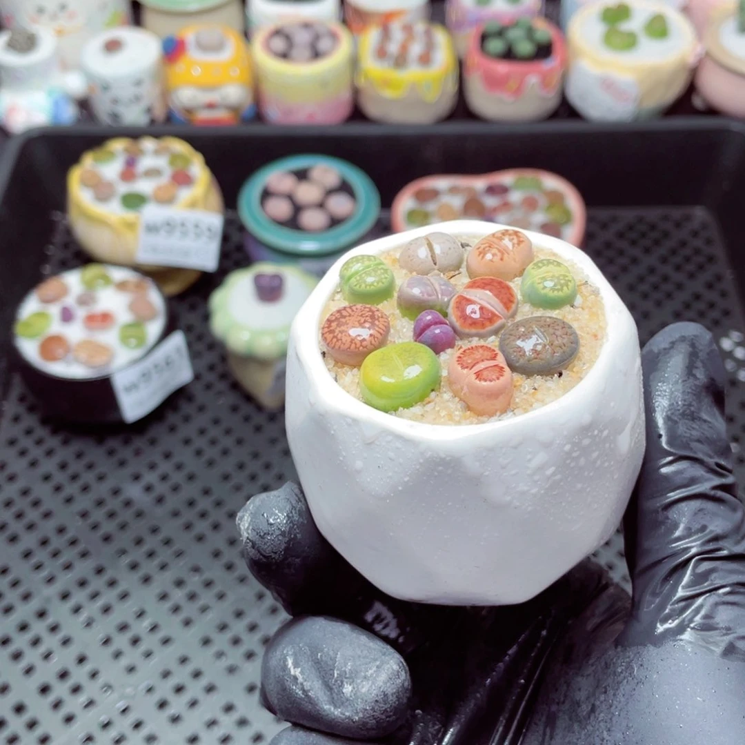 w9564--零下地区拍保温箱，-15度支持寄养