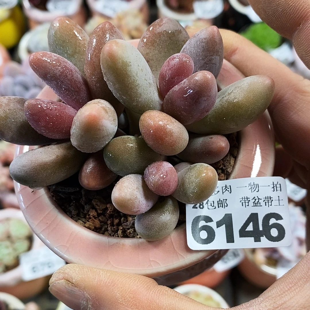 精控多肉植物6146