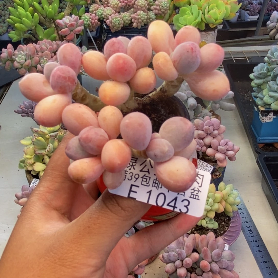 043香水手指奶多肉7c m