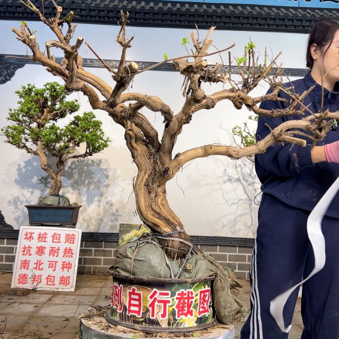 无花朵金银花8888