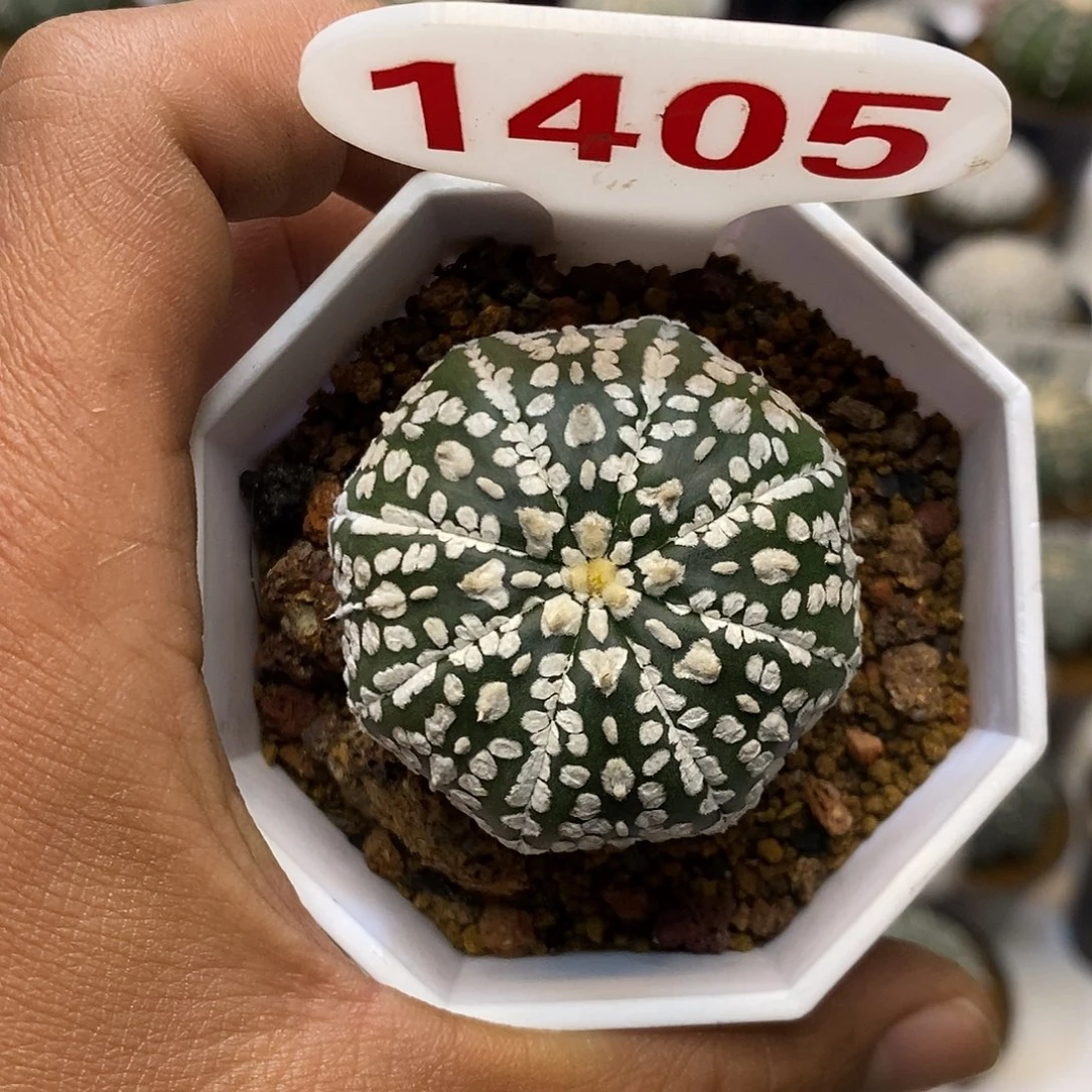 1405福利特价啦来咯