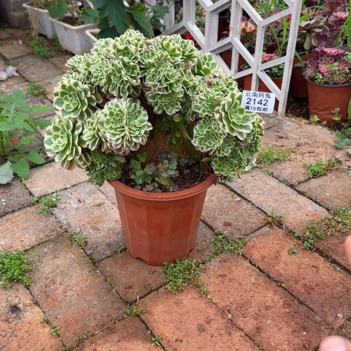 2142号绿豆沙缀化